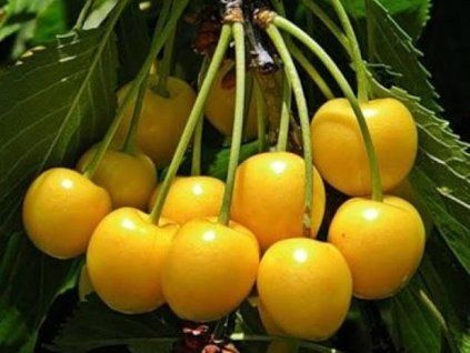 Třešeň 'Paula'  Prunus avium 'Paula'