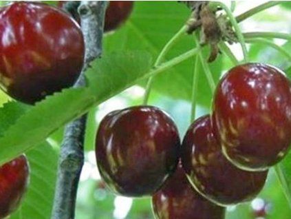Třešeň 'Kristiina'  Prunus avium 'Kristiina'