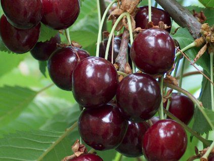 Třešeň 'Meelika'  Prunus avium 'Meelika'