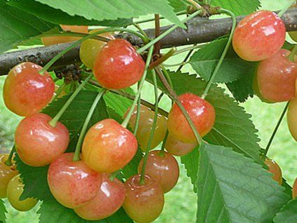 Třešeň 'Rosy of Vytenai'  Prunus avium 'Rosy of Vytenai'