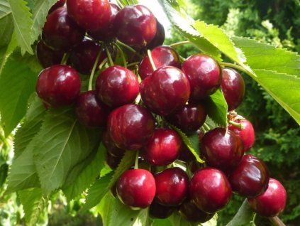 Třešeň 'Jurgita'  Prunus avium 'Jurgita'