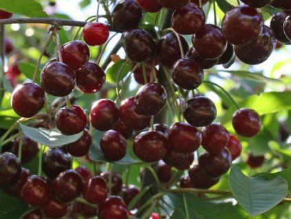 Višeň 'Novella'  Prunus cerasus 'Novella'