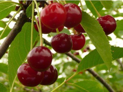 Višeň 'Schokolade'  Prunus cerasus 'Schokolade'