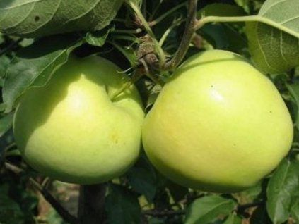 Jabloň 'Early Gold'  Malus domestica 'Early Gold'