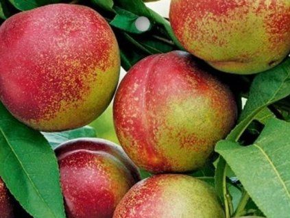 Nektarinka zakrslá 'Nektina'  Prunus persica 'Nektina'