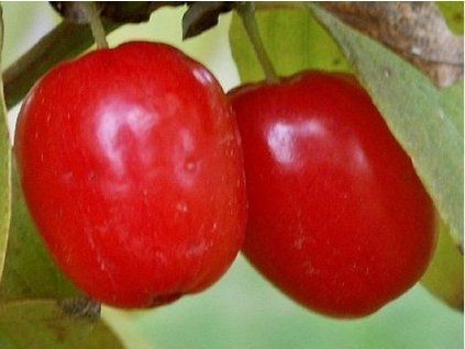 Dřín velkoplodý 'Korralowyj Marka'  Cornus mas 'Korralowyj Marka'