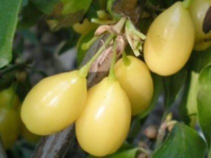 Dřín velkoplodý 'Alosza'  Cornus mas 'Alosza'
