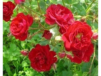 rote