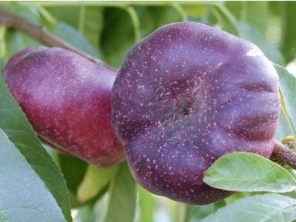 Nektarinka 'Mesembrine'  Prunus persica ´Mesembrine´