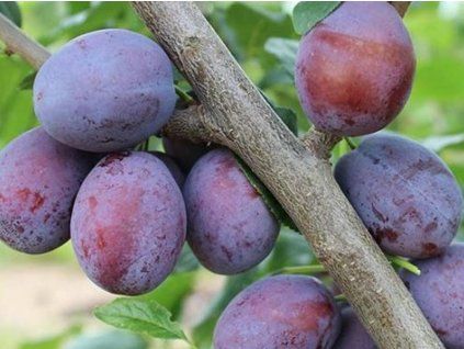Švestka 'Juna'  Prunus domestica 'Juna'