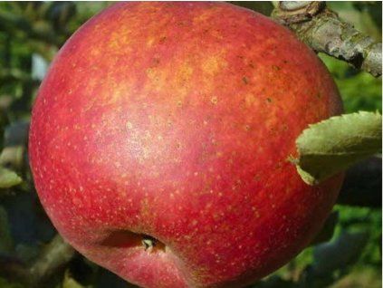 Jabloň 'Jonagold Wilmuta'  Malus domestica 'Jonagold Wilmuta'