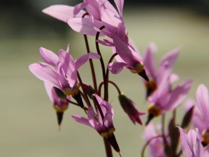 dodecatheon meadia queen victoria 10386