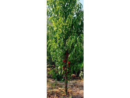 Nektarinka sloupovitá 'Alice'  Prunus persica 'Alice'