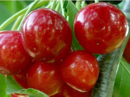 Višňo-třešeň 'Caroline' - k sloupovitému zapěstování  Prunus avium x cerasus 'Caroline'