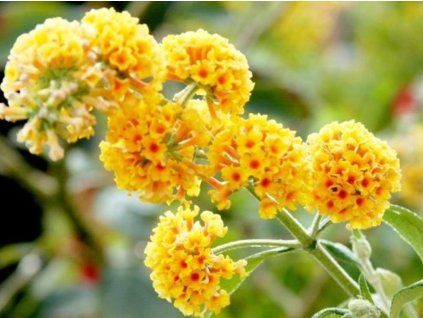 sungold