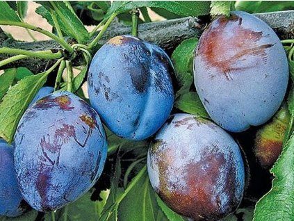 Švestka 'Vlaška'  Prunus domestica 'Vlaška'
