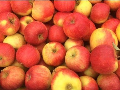 Jabloň 'Telse'  Malus domestica 'Telse'