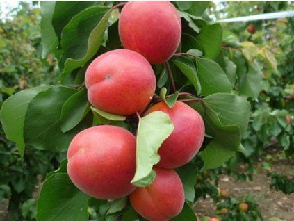 Meruňka 'Sefora'  Prunus armeniaca 'Sefora'