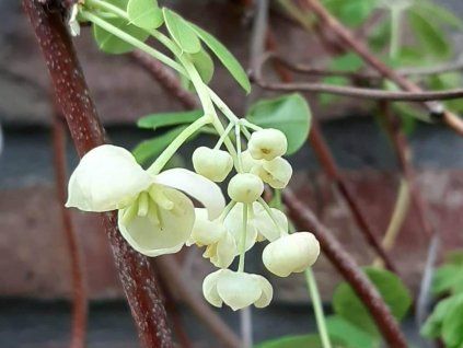 Akébie pětičetná 'Alba'  Akebia quinata 'Alba'