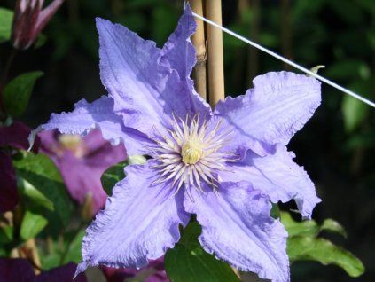 clematis fryderyk chopin m006734 w 1