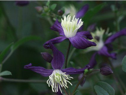 Plamének aromatica  Clematis aromatica