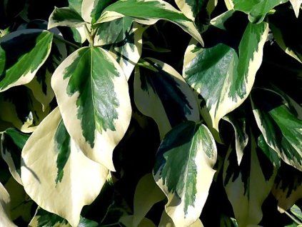 Břečťan kavkazský 'Dentata Variegata'  Hedera colchica 'Dentata Variegata'