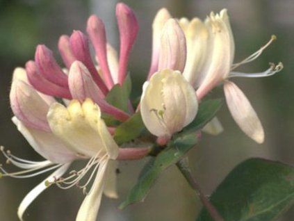 Zimolez kozí list 'Inga'  Lonicera caprifolium 'Inga'