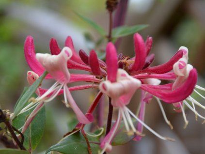 Zimolez ovíjivý Fragrant Cloud 'Chojnów'  Lonicera periclymenum Fragrant Cloud 'Chojnów'