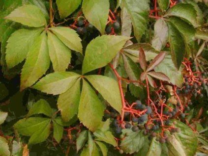 Přísavník popínavý  Parthenocissus inserta