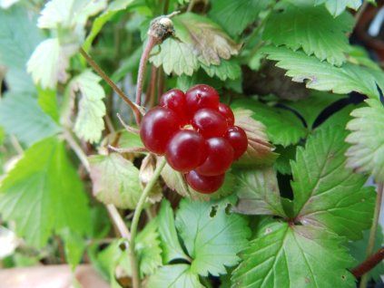 Ostružiník arktický 'Mespi'  Rubus arcticus 'Mespi'