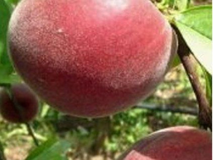 Broskvoň 'Sagittaria'  Prunus persica 'Sagittaria'