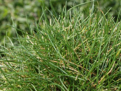 Kostřava medvědí 'Pic Carlit' - Festuca gautieri 'Pic Carlit'  Festuca gautieri 'Pic Carlit'