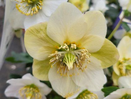 87359 cemerice hgc wintergold helleborus hgc wintergold