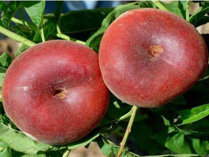 Broskvoň 'Ufo 3'  Prunus persica 'Ufo 3'