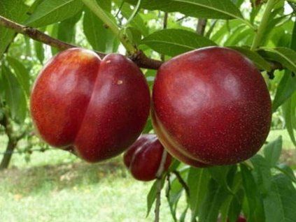 Nektarinka 'Crimson Baby'  Prunus persica ´Crimson Baby´