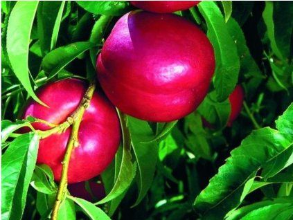 Nektarinka 'Big Heaven'  Prunus persica ´Big Heaven´