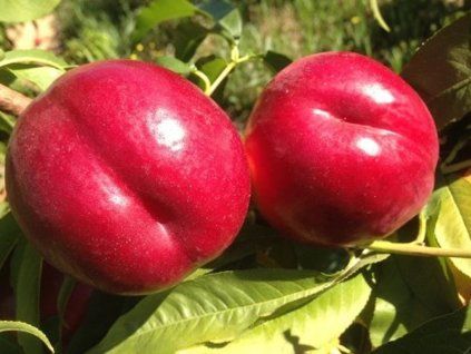 Nektarinka 'Luciana'  Prunus persica ´Luciana´