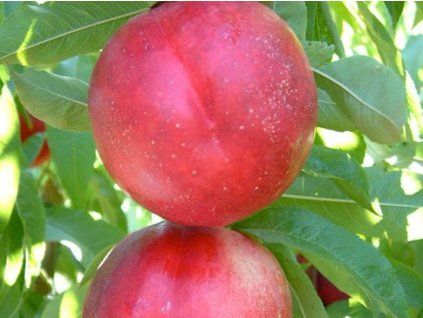 Nektarinka 'Zephyr'  Prunus persica ´Zephyr´