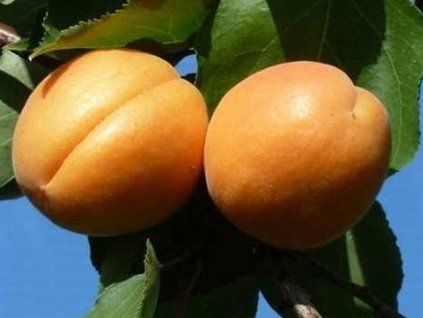 Meruňka 'Farclo'  Prunus armeniaca 'Farclo'