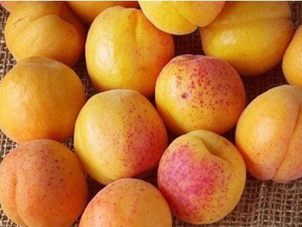 Meruňka 'Bebeco'  Prunus armeniaca 'Bebeco'