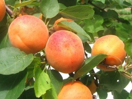 Meruňka 'Monster Cot'  Prunus armeniaca 'Monster Cot'