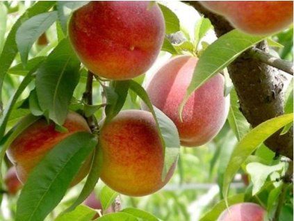 Broskvoň 'Grizano'  Prunus persica 'Grizano'