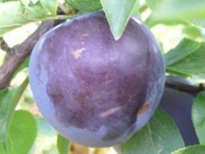 Japonská švestka 'Black Splendor'  Prunus salicina 'Black Splendor'
