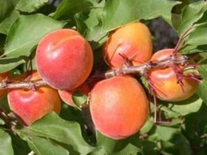 Meruňka 'Mogador'  Prunus armaniaca 'Mogador'
