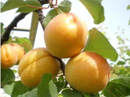 Meruňka 'Luna'  Prunus armeniaca 'Luna'