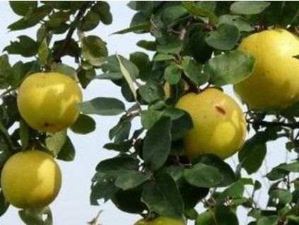 Kdouloň 'Ludovic'  Cydonia oblonga 'Ludovic'