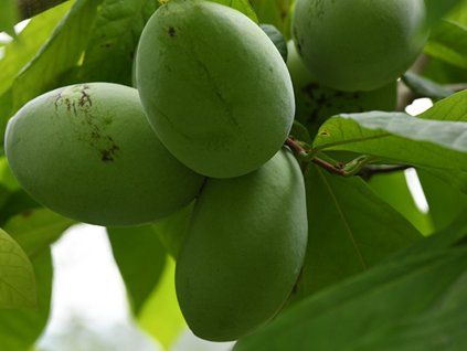 Muďoul trojlaločný 'Prima'  Asimina triloba 'Prima'