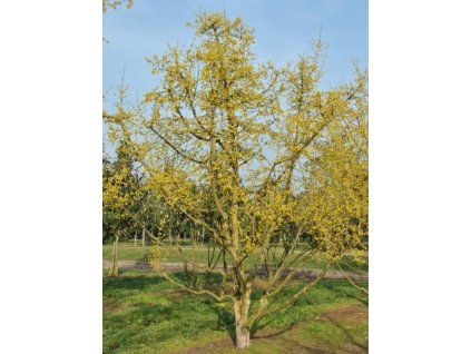 cornus mas
