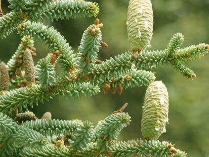 pinsapo