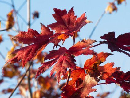 Acer Jeffersred (1)